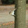squirrel.jpg