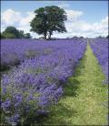 D080704_Reigate.JPG